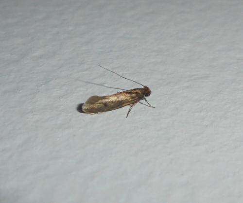 Réf. 280 947 : Tinea sp.